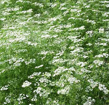 Close planted 'drift' of Anise plants